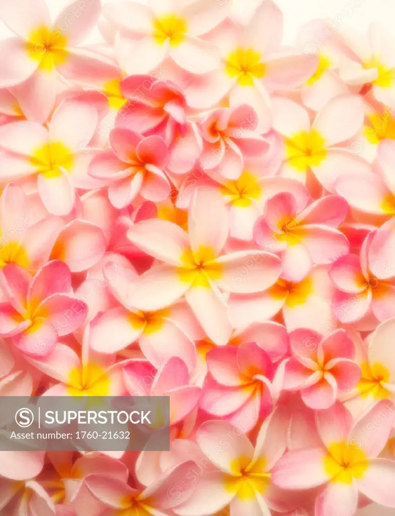 Pink plumeria flowers with yellow centers, overlapping