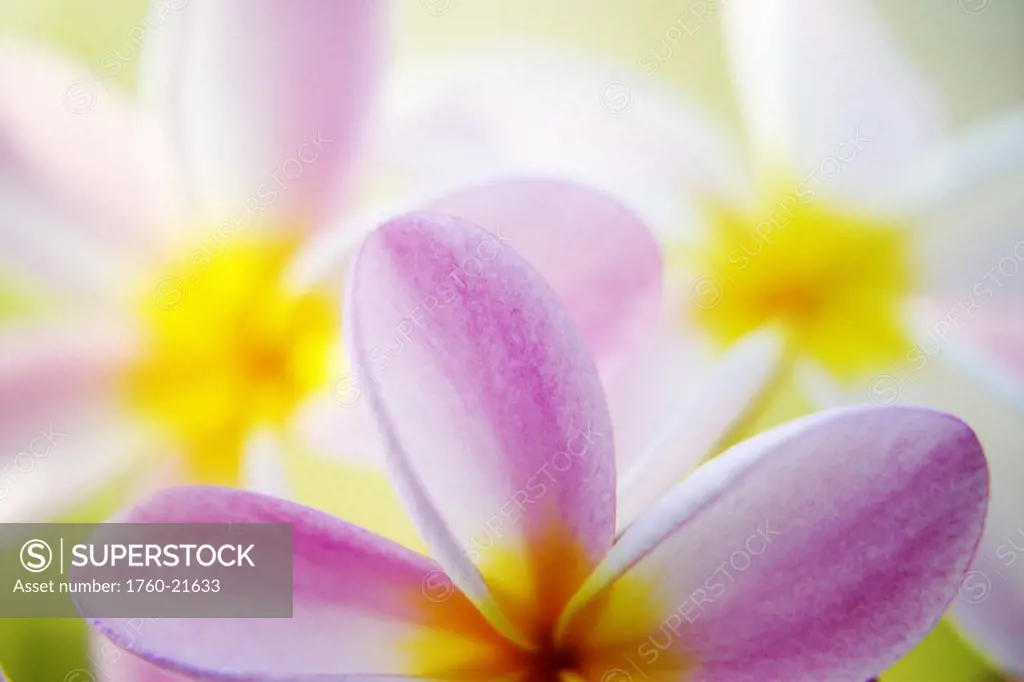 Pink plumeria flowers with yellow centers, interesting angle and blur