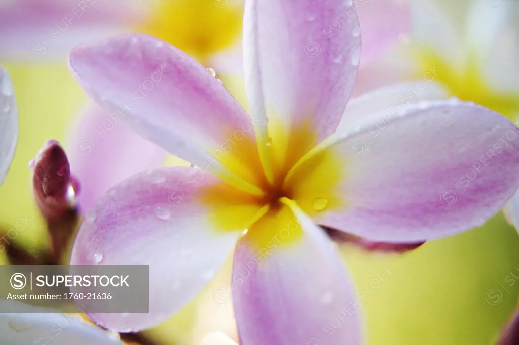 Pink plumeria flower with yellow center, wet with dew