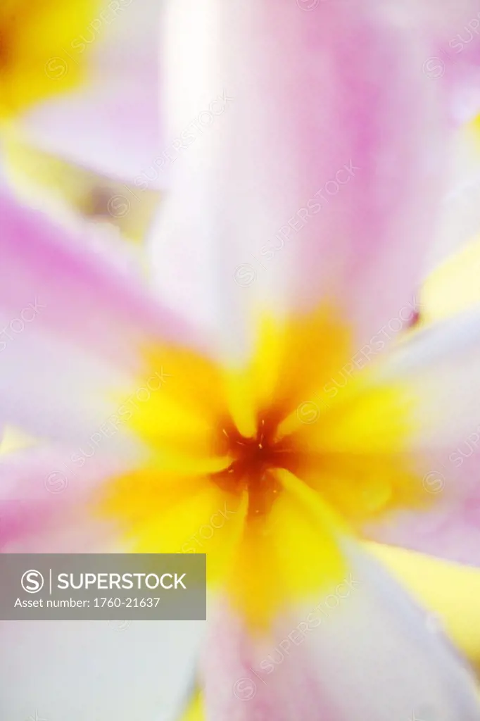 Pink plumeria flower with yellow center, Extreme close-up, soft focus