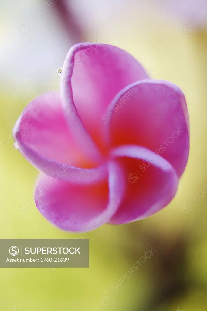 Pink plumeria flower, only partially opened, Extreme close-up, soft focus