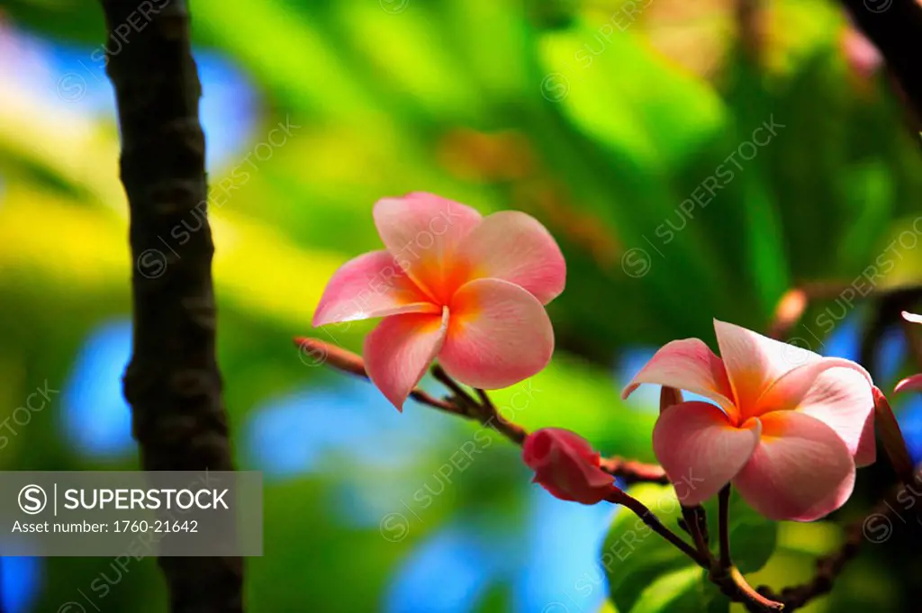 Pink plumeria blossoms growing from tree