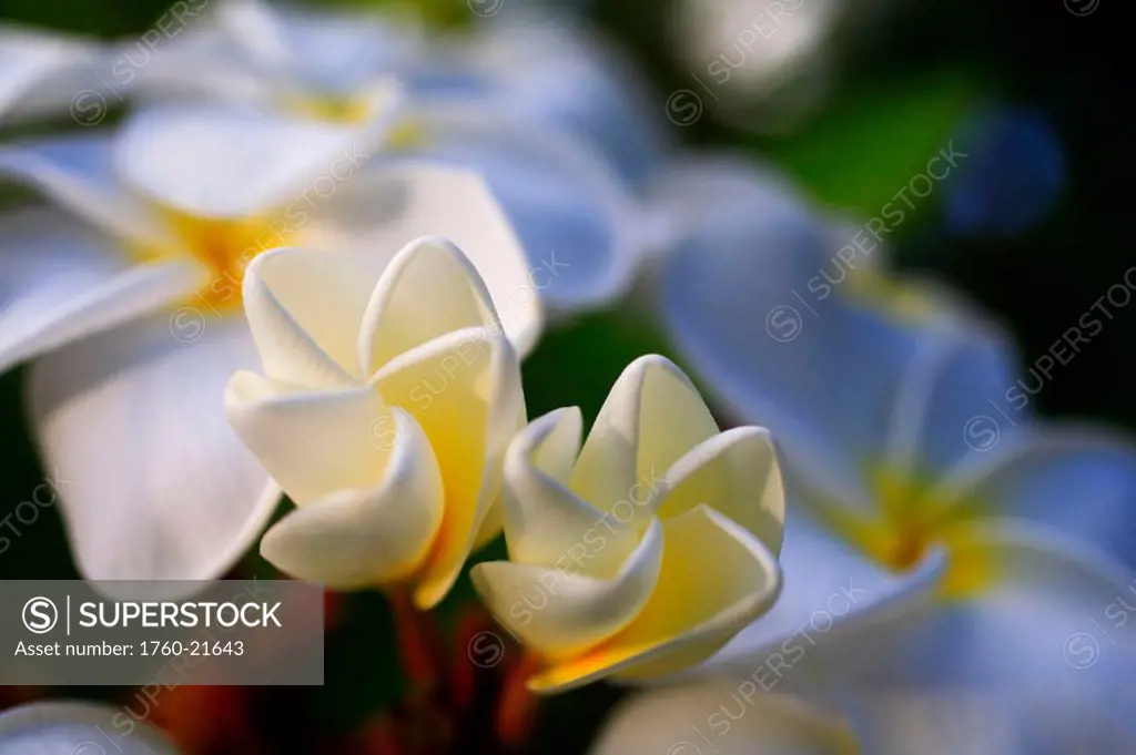 Unopened white plumeria blossoms growing from tree