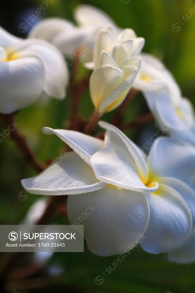White plumeria blossoms growing from tree