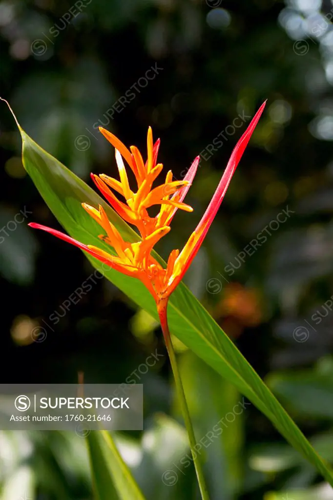 Hawaii, Big Island, Kona, Close-up of red and yellow heliconia flowers against green leaves