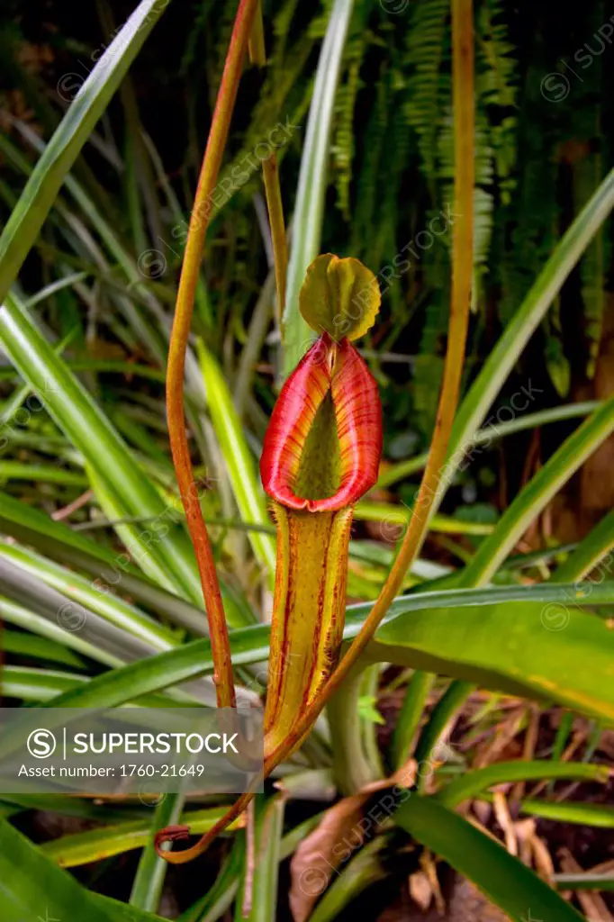 Hawaii, Big Island, Kona, Close-up of carniverous tropical plant