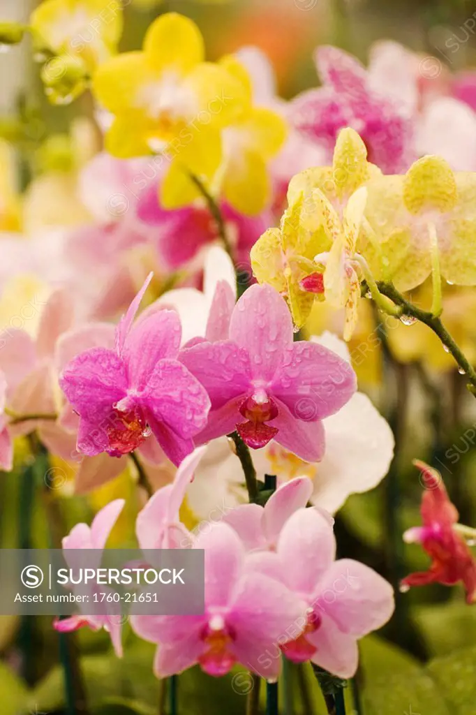 Hawaii, field of pink and yellow orchids.