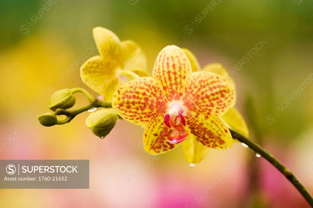 Hawaii, close-up of yellow spotted orchids with dewdrops