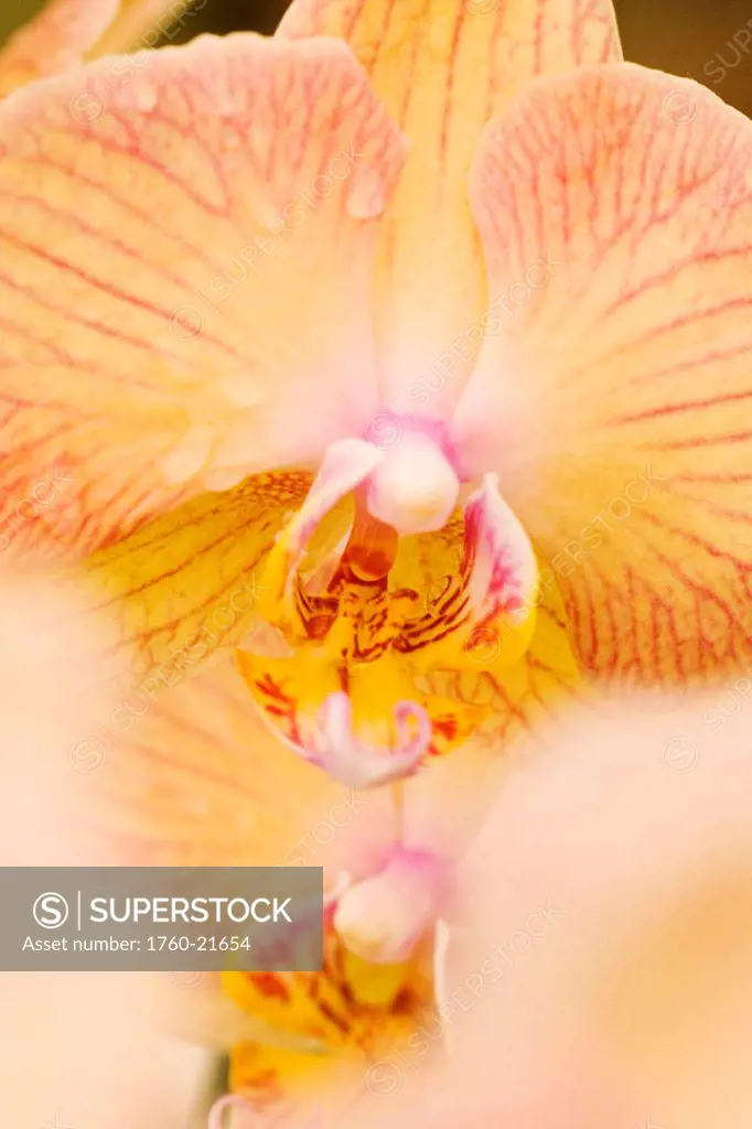 Hawaii, extreme close-up of peach colored orchid