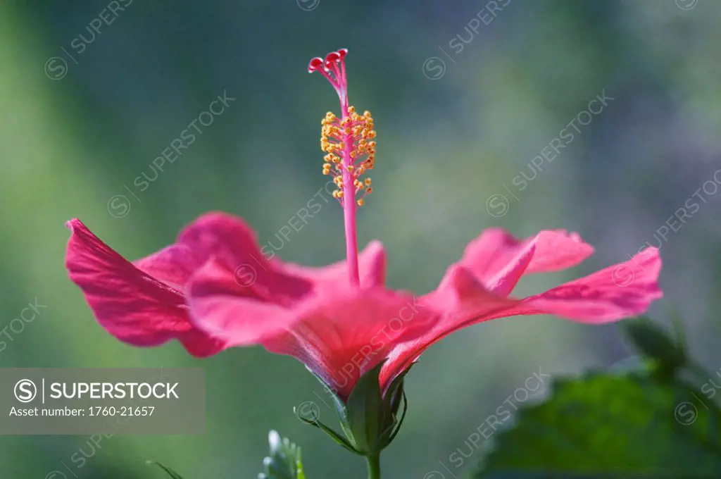 Close-up of beautiful bright pink hibiscus with blue and green background