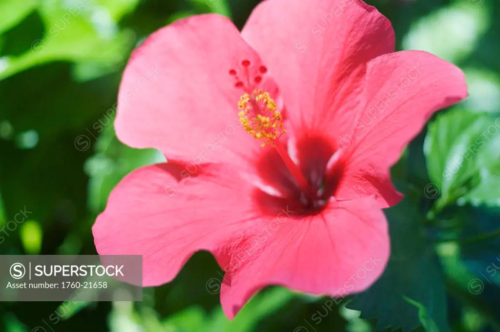 Close-up of beautiful bright pink hibiscus with blue and green background