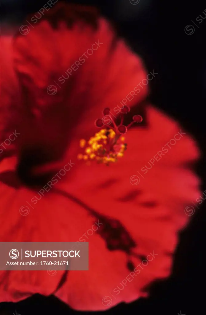 Close-up of red hibiscus, focus on stamen, black background