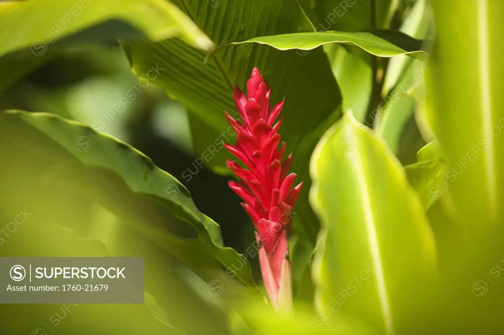 Red ginger flower between green leaves.