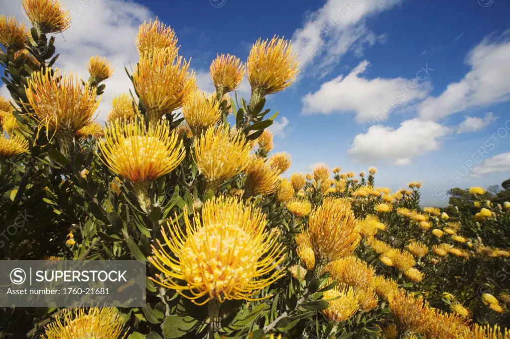 Hawaii, Maui, Kula, beautiful field of yellow pin cushion protea blossoms (leucospermum) with blue sky and clouds.