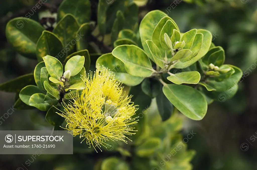 Hawaii, Big Island, Waimea, Yellow Ohi´a or Lehua Mamo blossom