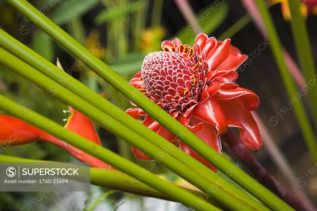Torch Ginger Flower growing near heliconia