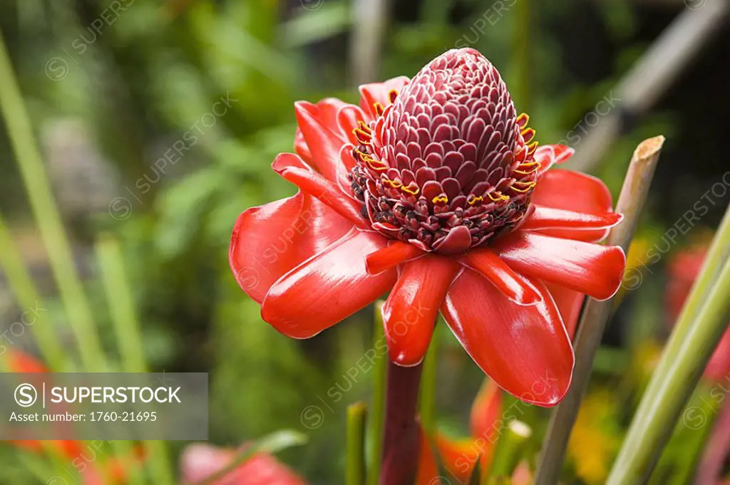 Torch Ginger Flower growing near heliconia