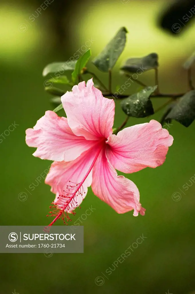 Hawaii, Maui, Close_up of pink hibiscus with green in background.