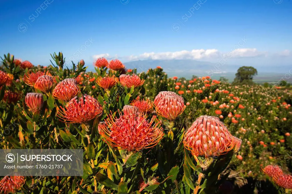 Hawaii, Maui, Kula, beautiful field of pink pin cushion protea blossoms leucospermum with blue sky and clouds.
