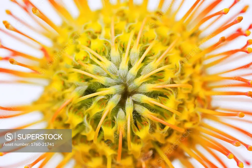 Close_up studio shot of orange pin cushion protea blossom.