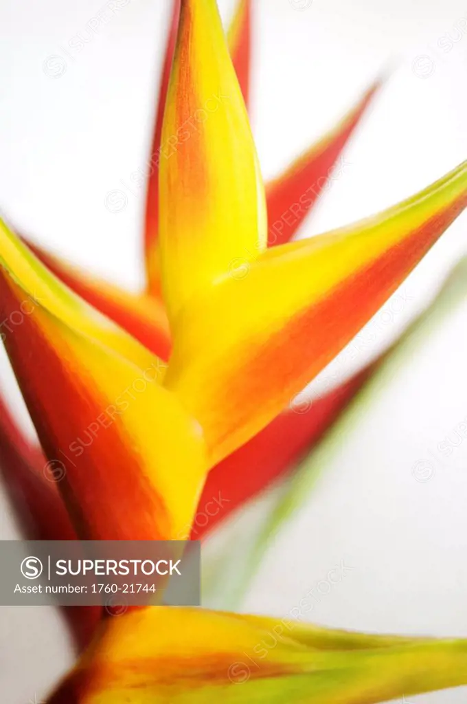 Abstract close_up view of Heliconia