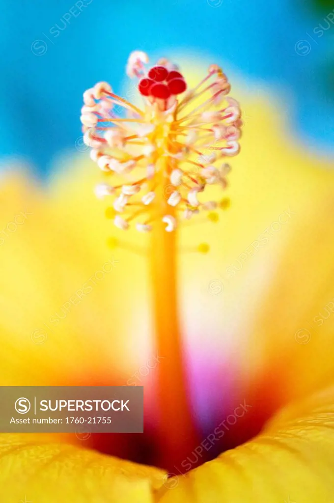 Yellow Hibiscus, Close_up of water droplet on end of pistil.
