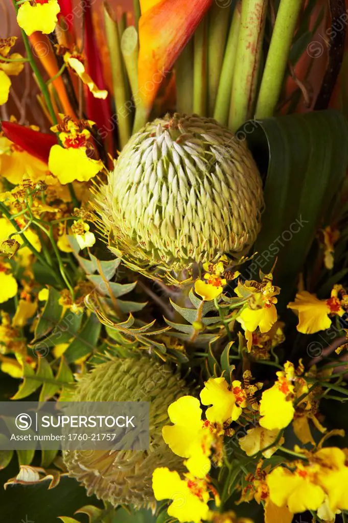 Hawaii, Pincushion protea and orchid flower arrangement.