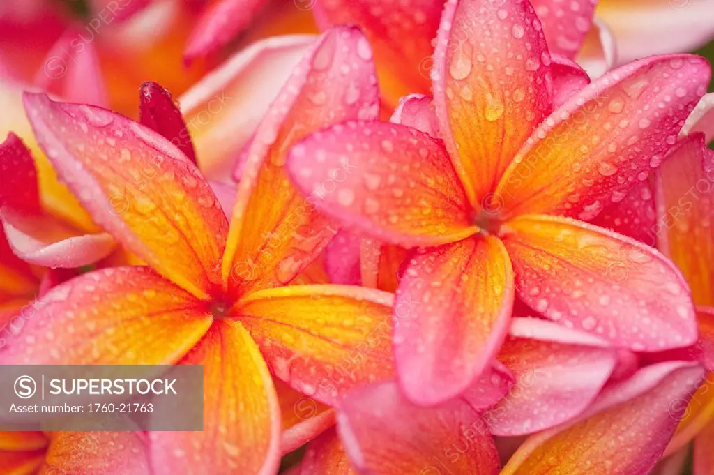 Hawaii, Oahu, Cluster of plumeria blossoms.