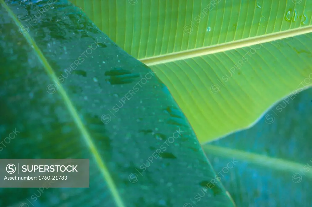 Very closeup image of three green banana leaves