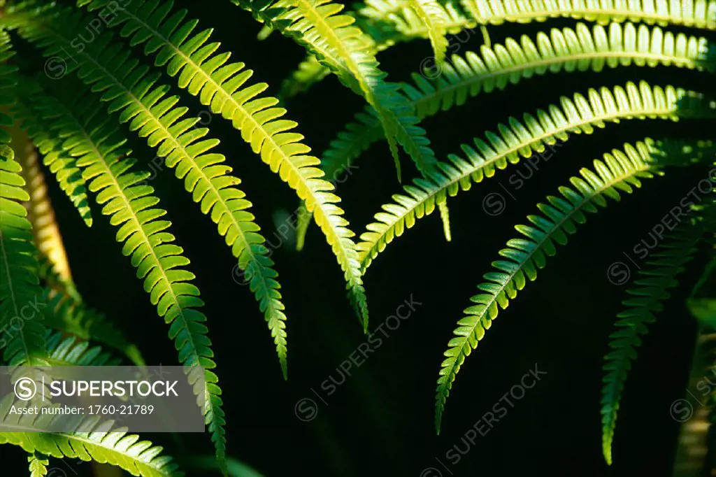 Closeup of hapu´u fern plants in shadows, sunlight