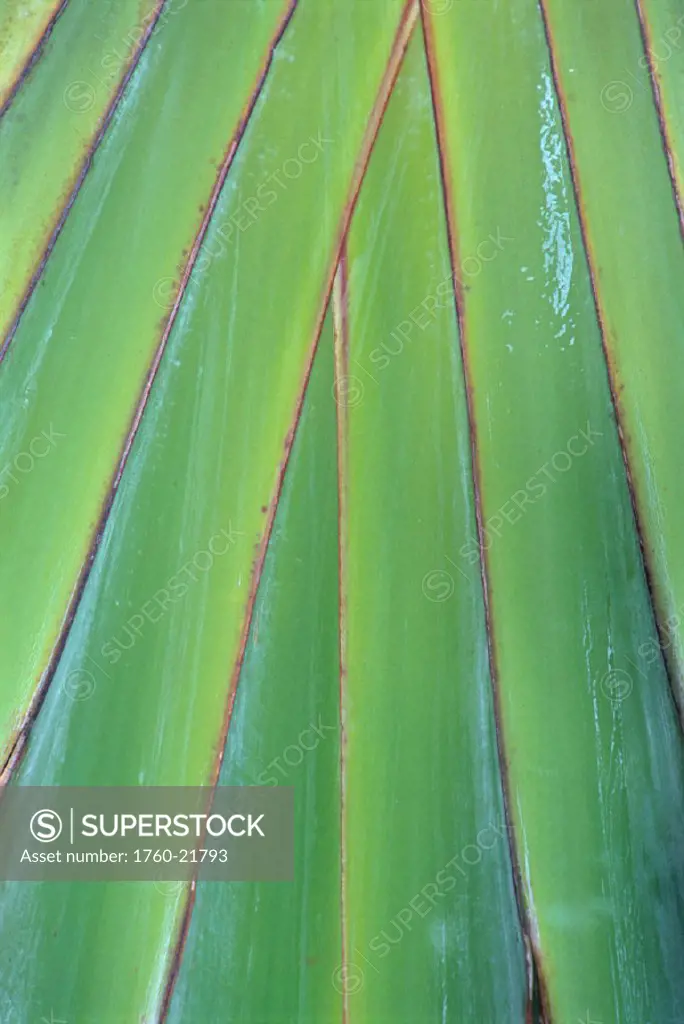 Extreme closeup of Traveller´s Palm tree plant, green with red edges