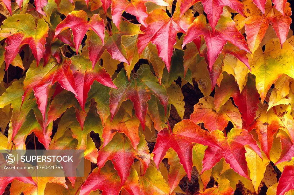 Closeup of group of fall color ivy growing together