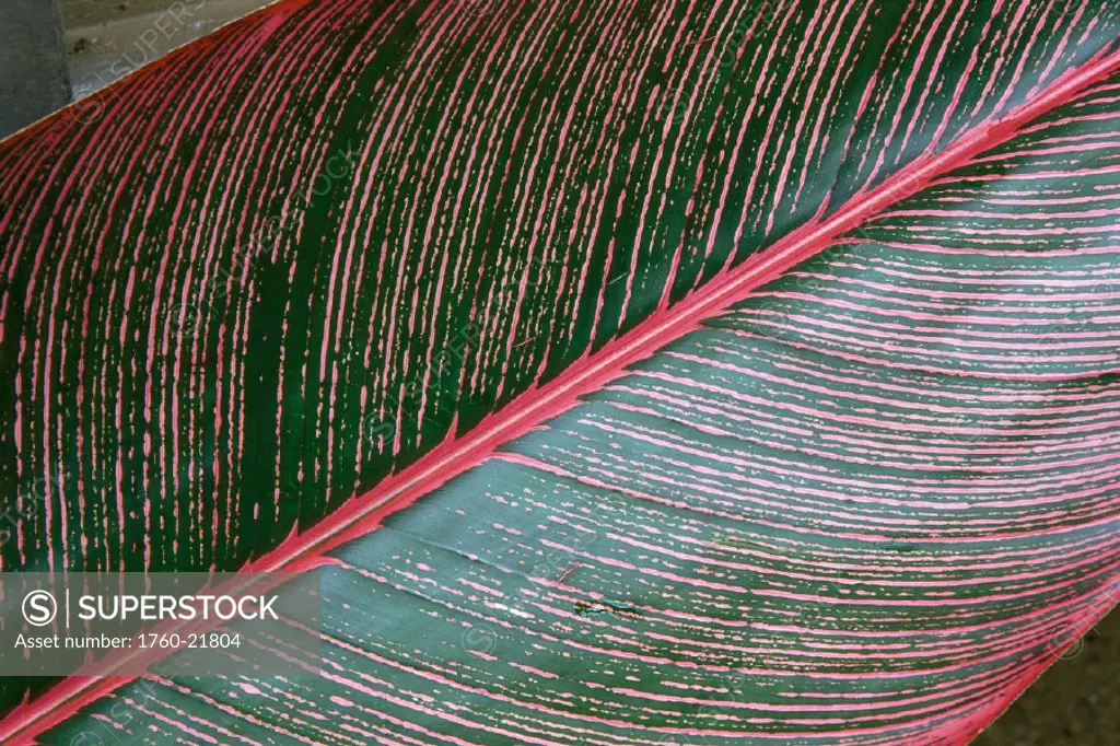 Detailed view of a Heliconia leaf, green with red lines