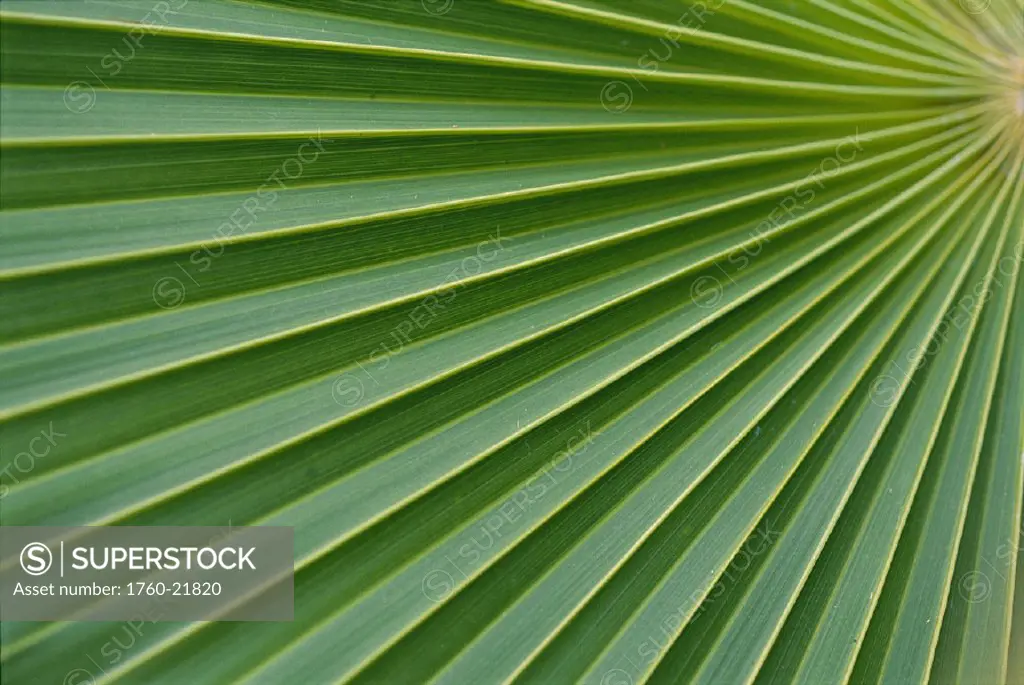 Hi extreme c/u detail of fan palm, texture vein green yellow D1759