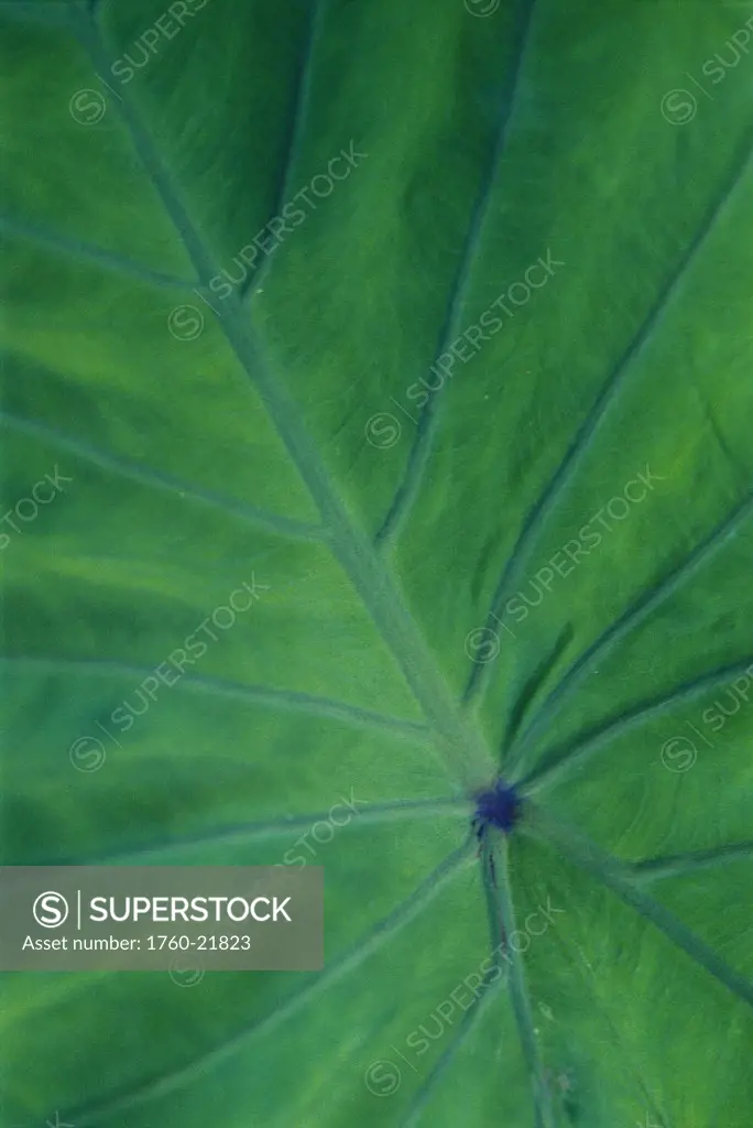 Hawaii extreme closeup detail of large taro leaf, veins and stem luau texture jungle foliage