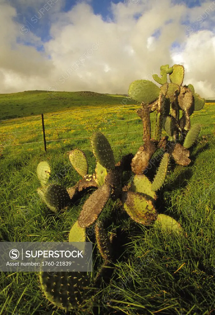 Hawaii, Big Island, Kohala Mountains, Cactus on a grassy hilltop