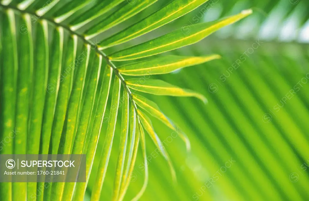 Thailand, Nong Bua Lumphu, Close-up of palm leaves