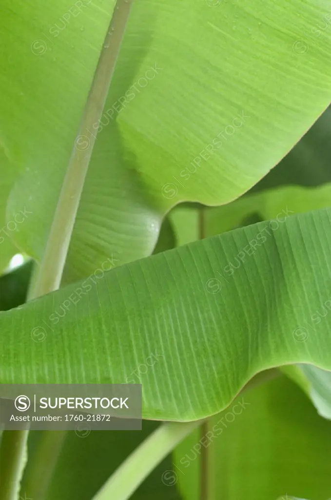 Thailand, Nong Bua Lumphu, bright green banana leaves.