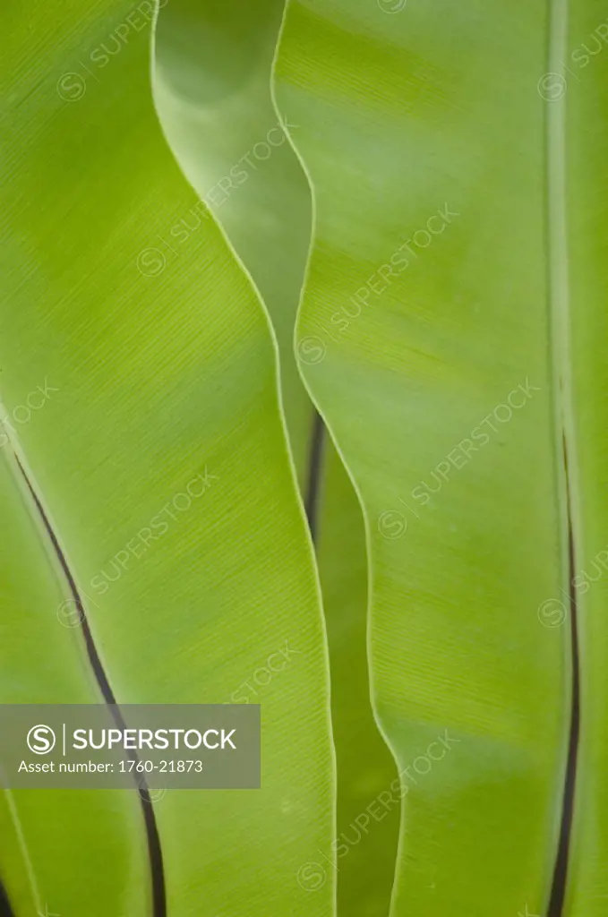 Thailand, Nong Bua Lumphu, bright green banana leaves.