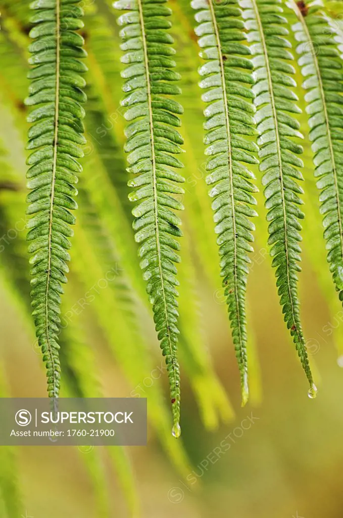 Hawaii, Big Island, close-up of Hapu´u fern