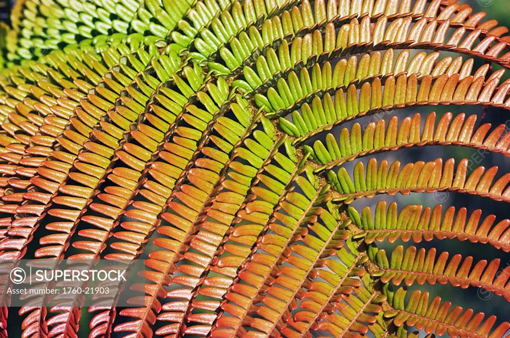 Hawaii, Big Island, Hawaii Volcanoes National Park, close-up of ama´uma´u fern frond