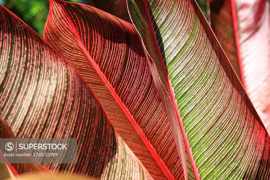 Detailed view of a pink-striped Heliconia Indica leaves