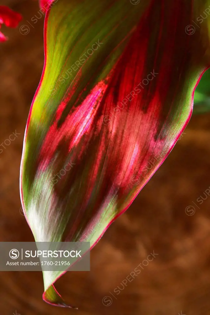 Close_up of a Ti plant, red and green.