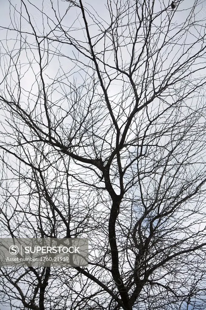Hawaii, Oahu, Abstract pattern of leafless tree with many branches
