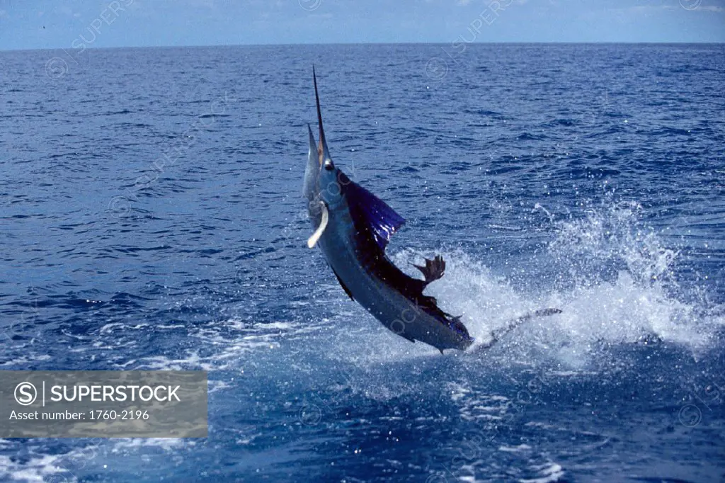 Sailfish jumps vigorously out of water, Costa Rica B1330