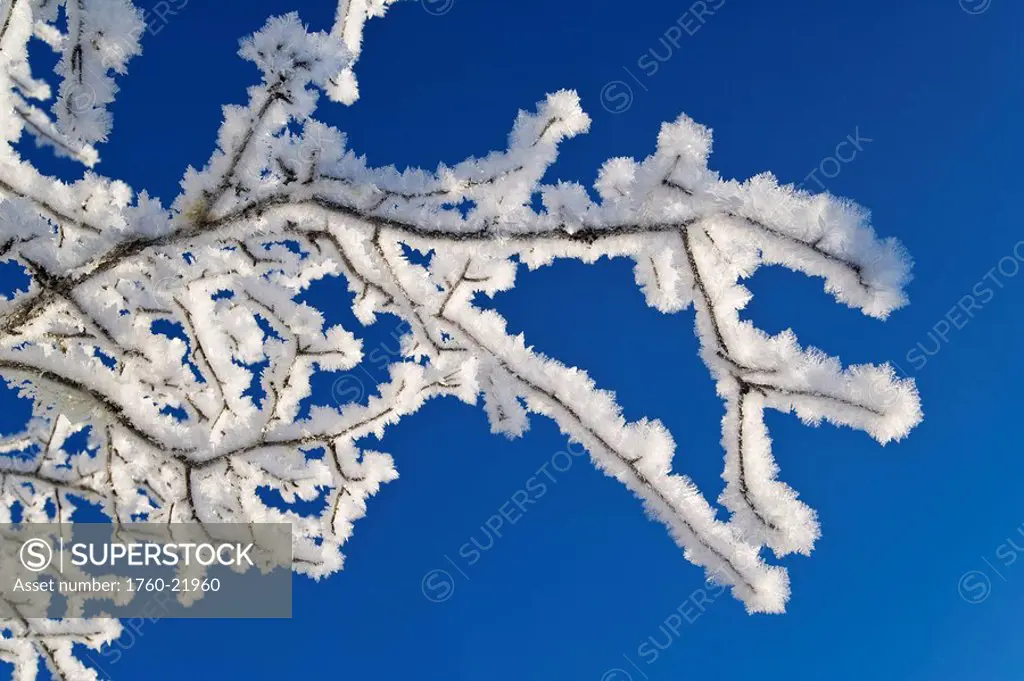 Alaska, Tongass National Forest, Hoar frost adorns the branches of an Alder.