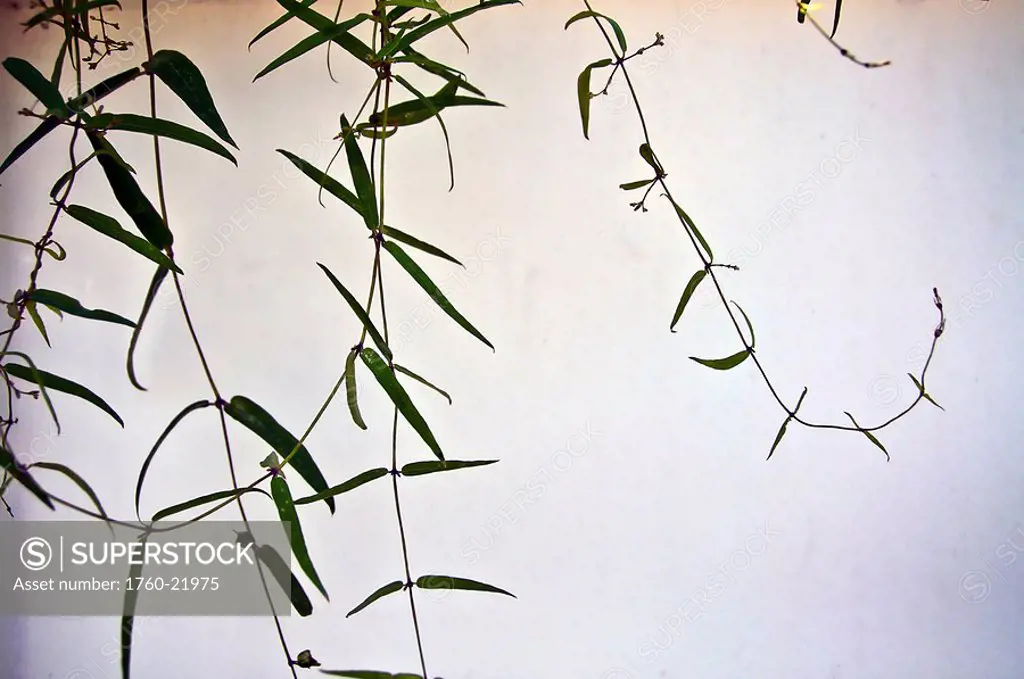 Bamboo leaves against a white wall.
