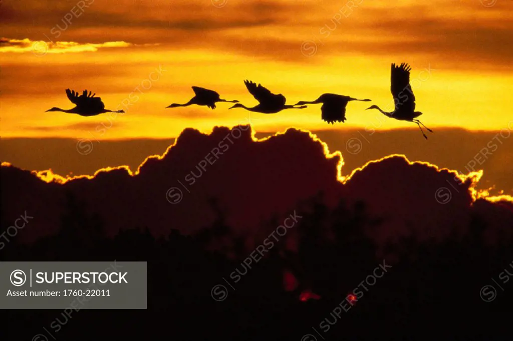 Alaska, Sandhill crane (Grus canadensis) flying above clouds in golden sunset sky