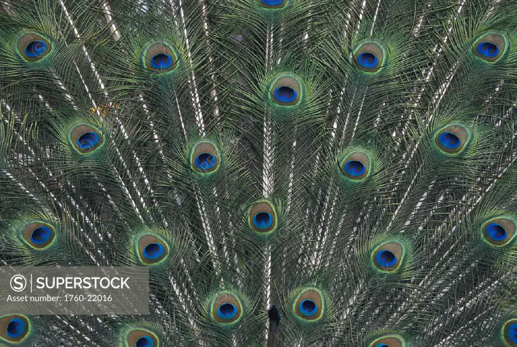 Extreme closeup of peacock tail feathers