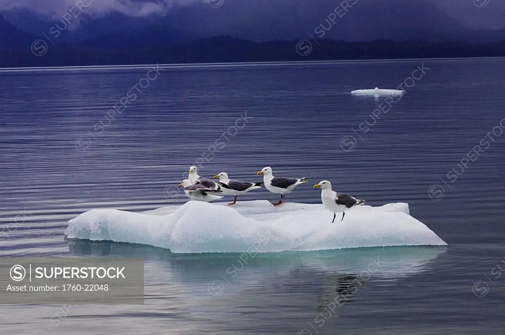 Alaska, Le Conte Glacier, sea gulls perch on a small iceberg
